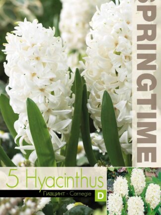 Hyacinthus Carnegie - RB