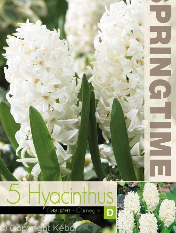 Hyacinthus Carnegie - RB