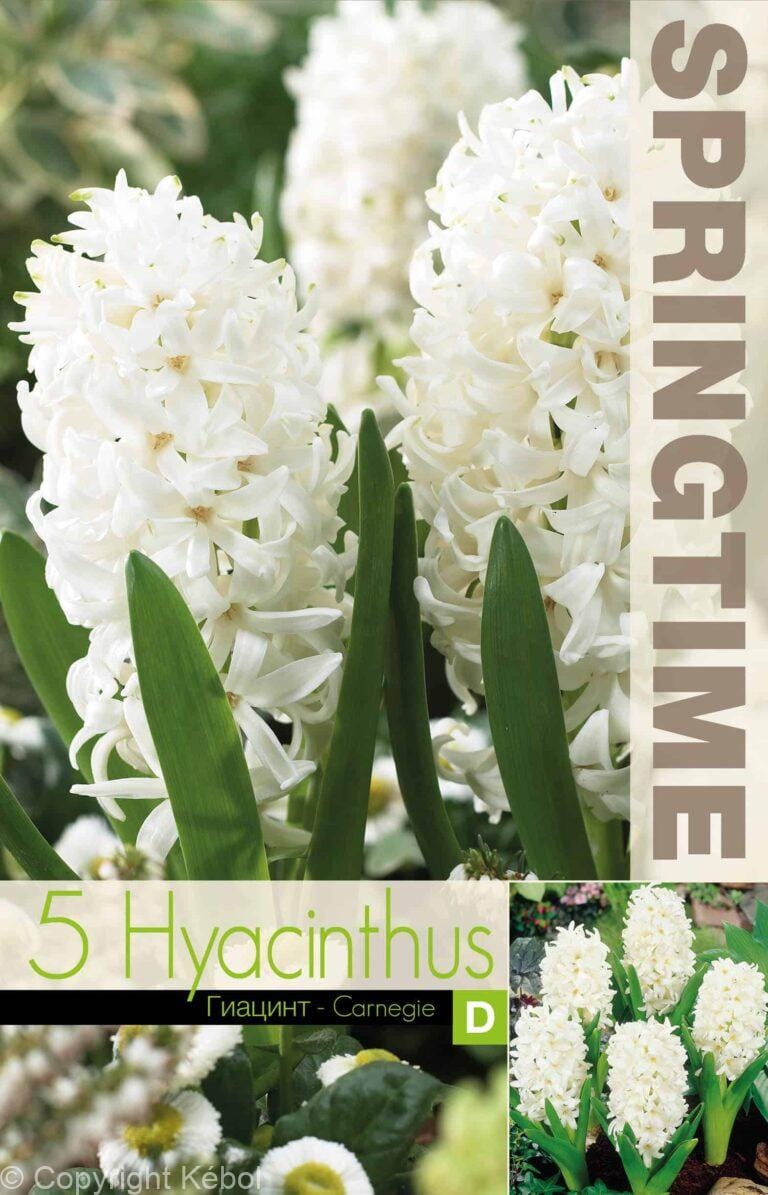 Hyacinthus Carnegie - RB