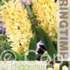 Hyacinthus City of Haarlem - RB