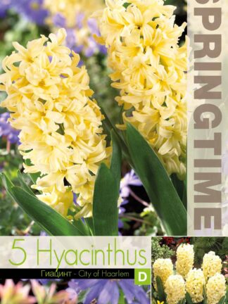 Hyacinthus City of Haarlem - RB