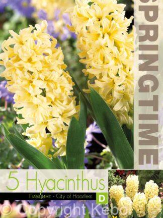 Hyacinthus City of Haarlem - RB