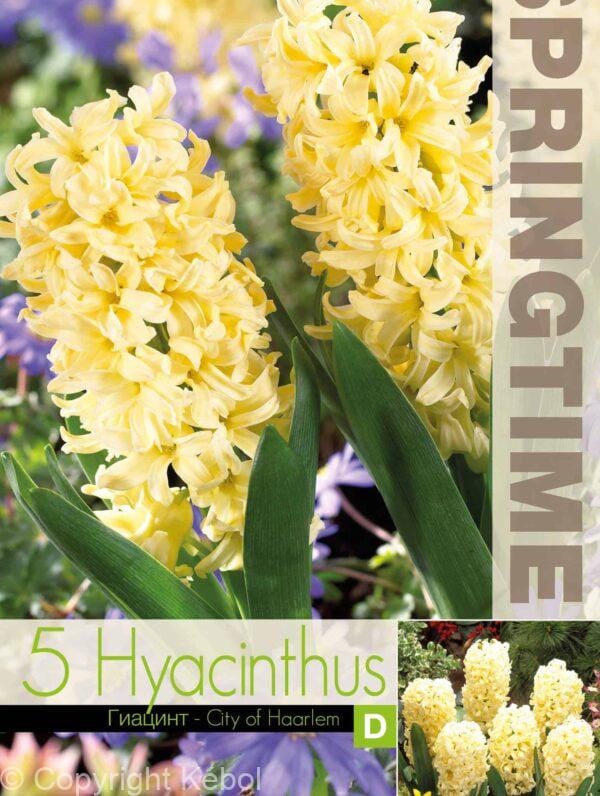 Hyacinthus City of Haarlem - RB