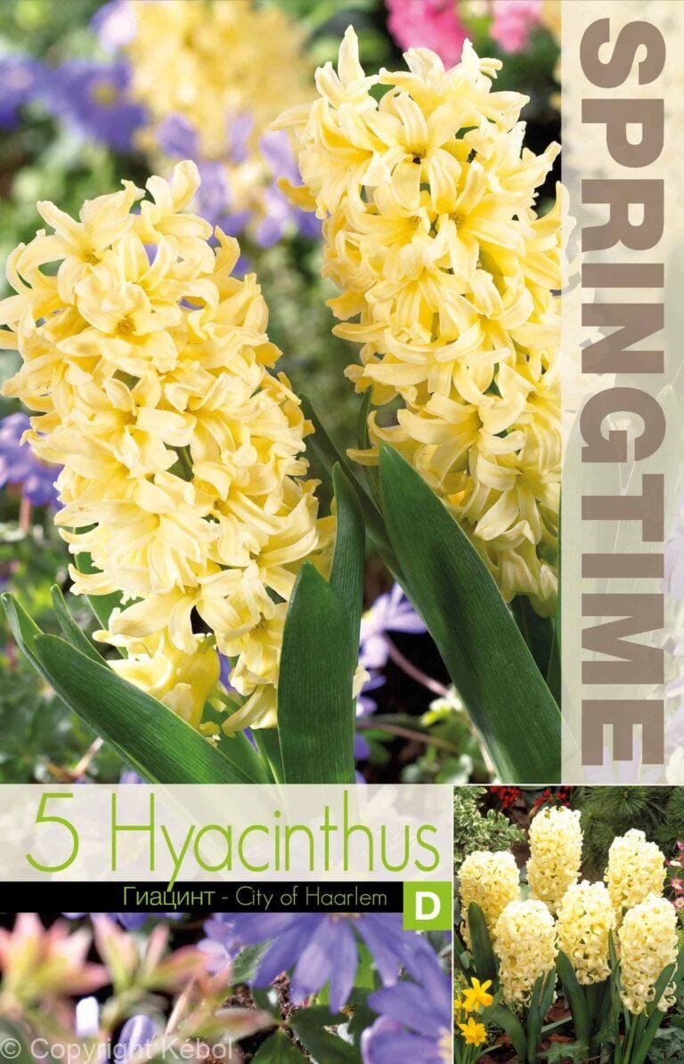 Hyacinthus City of Haarlem - RB