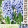 Hyacinthus Delft Blue - RB