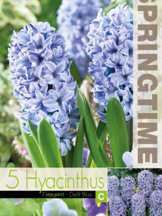 Hyacinthus Delft Blue - RB