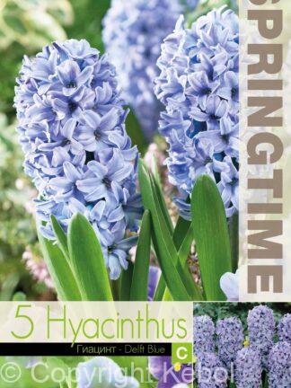 Hyacinthus Delft Blue - RB