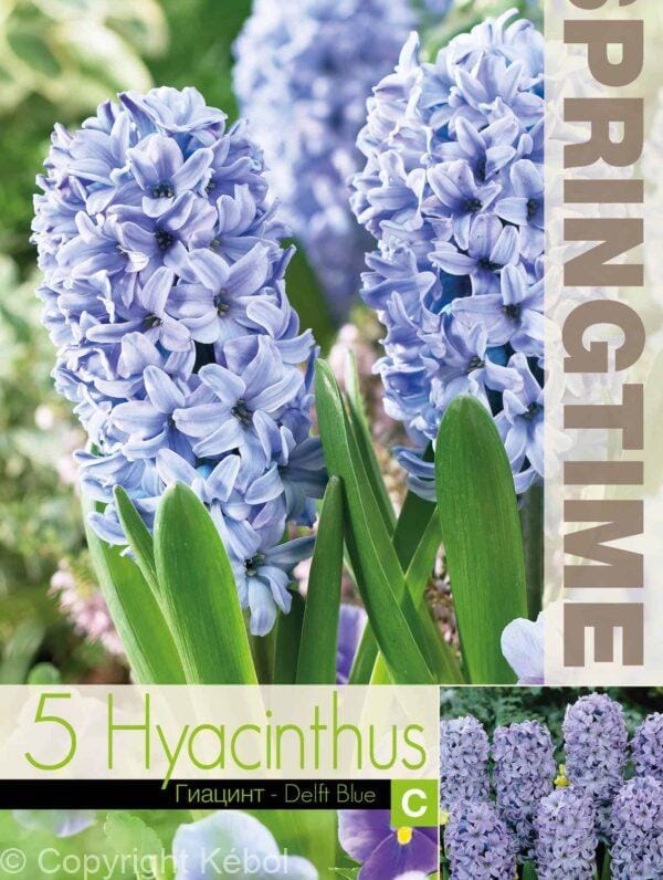 Hyacinthus Delft Blue - RB