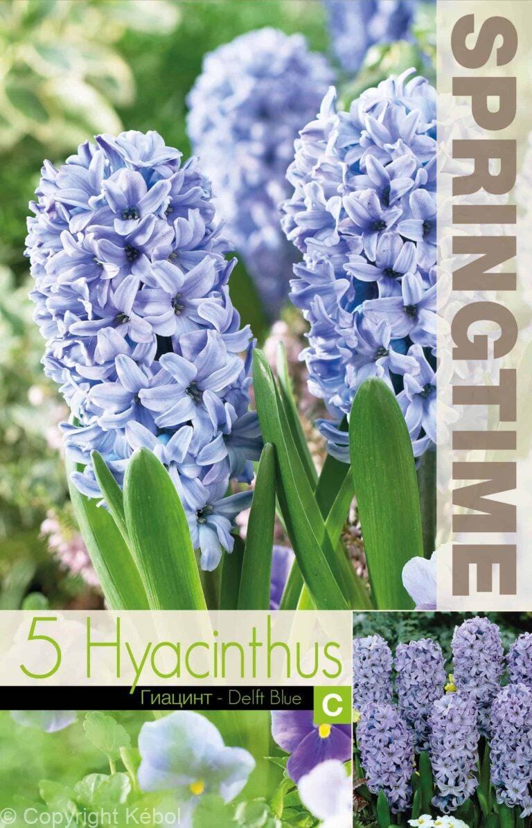 Hyacinthus Delft Blue - RB