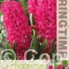 Hyacinthus Jan Bos - RB