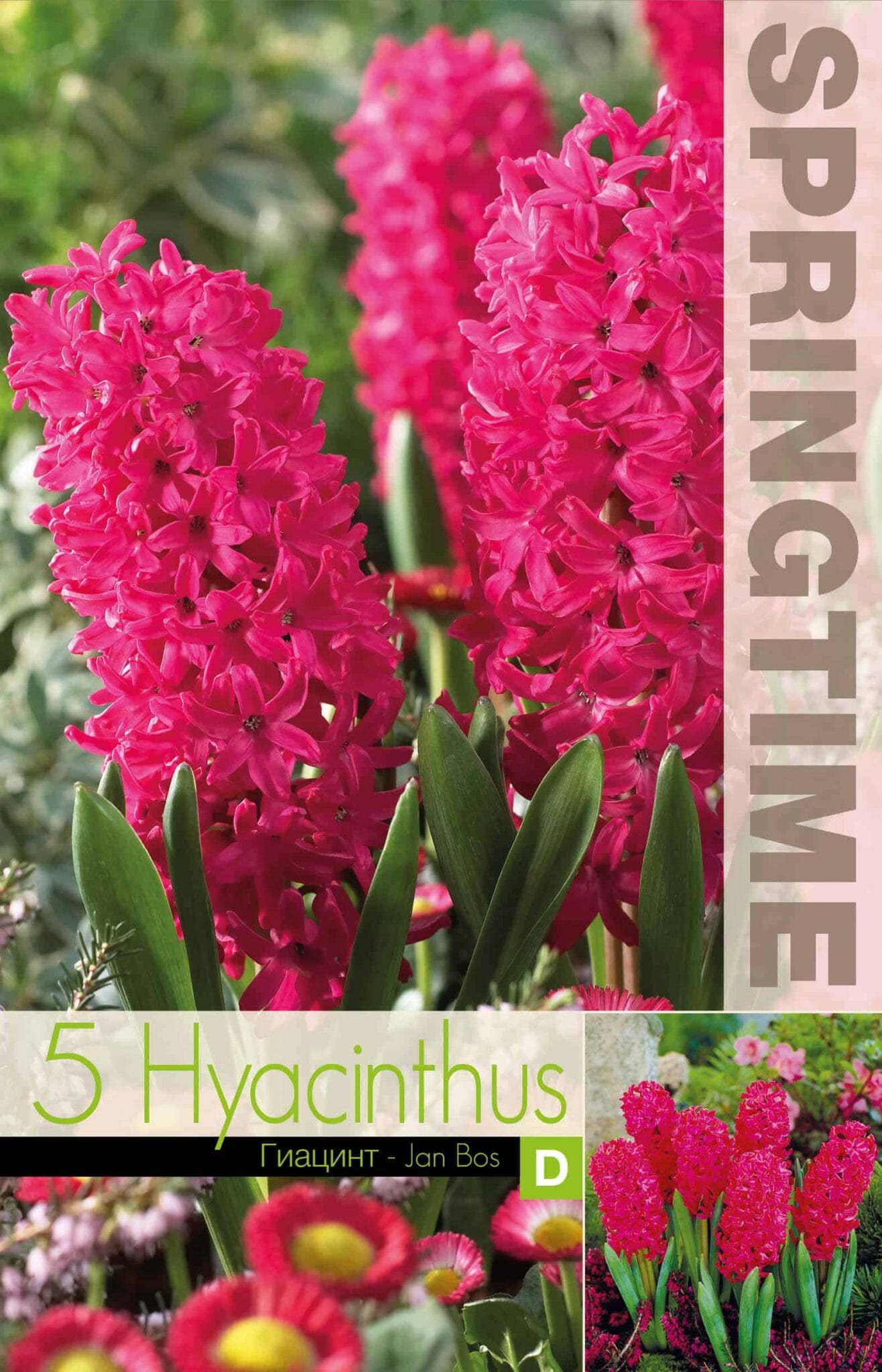 Hyacinthus Jan Bos - RB