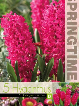 Hyacinthus Jan Bos - RB