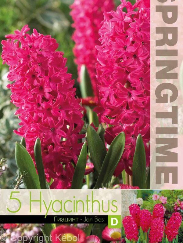 Hyacinthus Jan Bos - RB