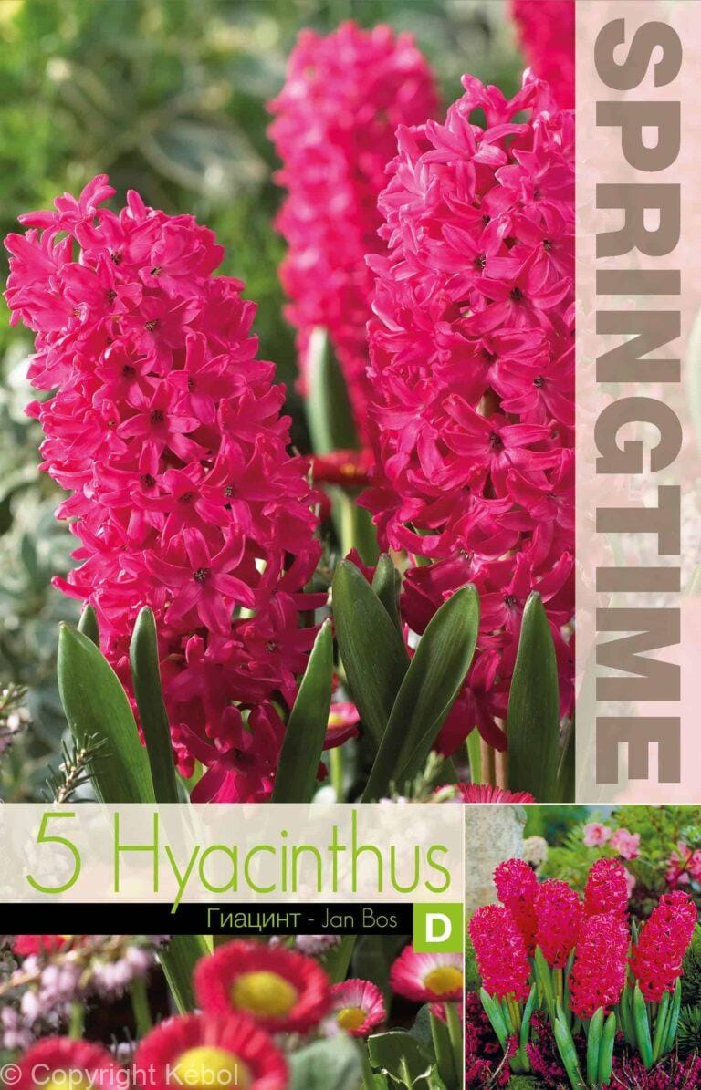 Hyacinthus Jan Bos - RB