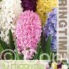Hyacinthus Hyacinth Mixed - RB