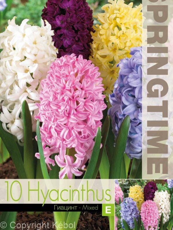 Hyacinthus Hyacinth Mixed - RB