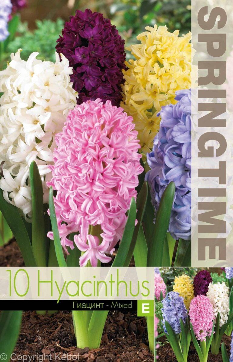 Hyacinthus Hyacinth Mixed - RB