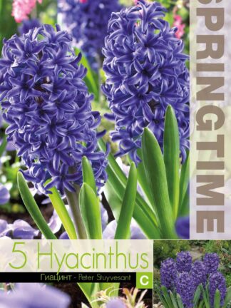 Hyacinthus Peter Stuyvesant - RB