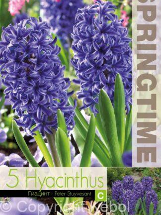 Hyacinthus Peter Stuyvesant - RB