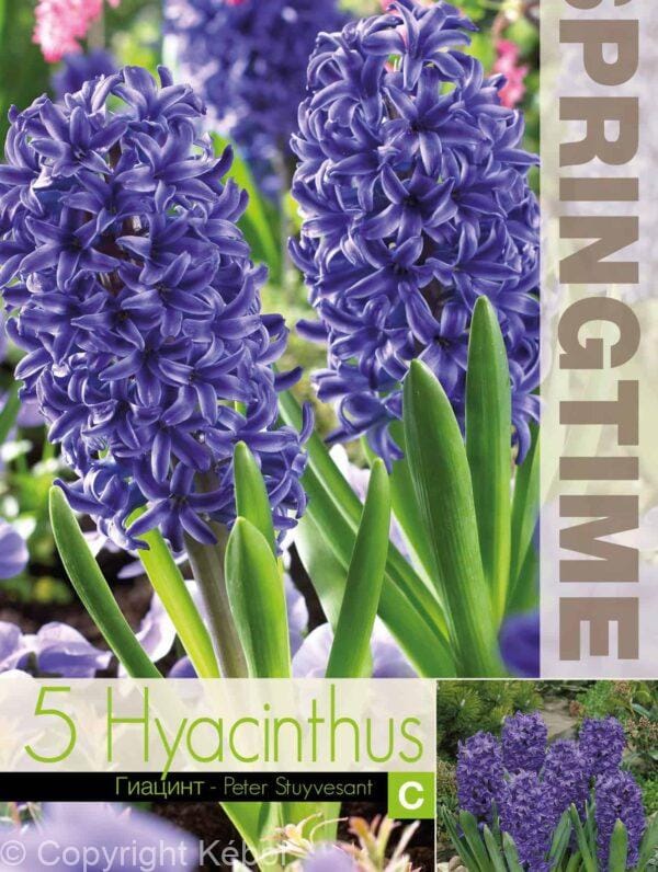 Hyacinthus Peter Stuyvesant - RB