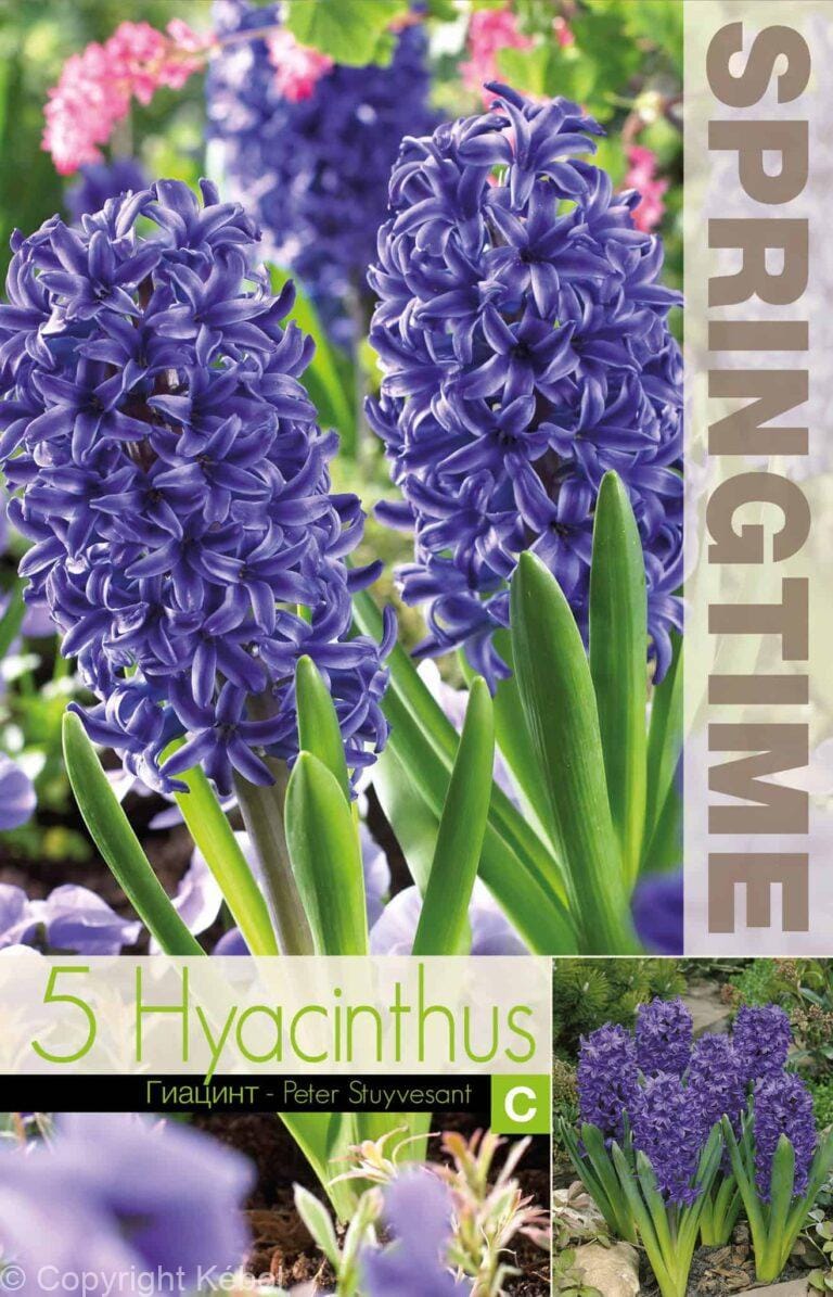 Hyacinthus Peter Stuyvesant - RB