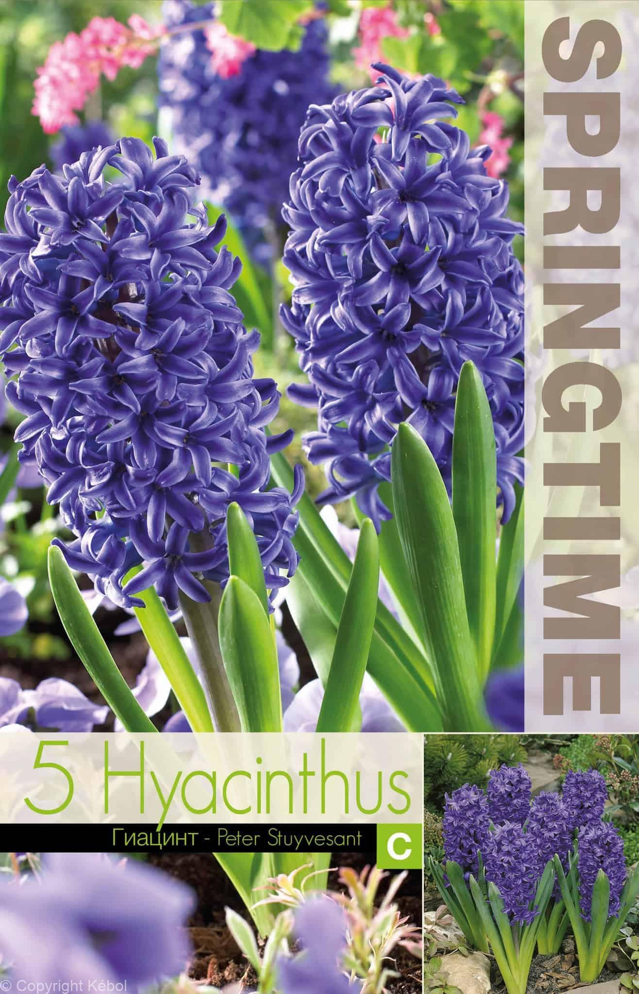 Hyacinthus Peter Stuyvesant - RB