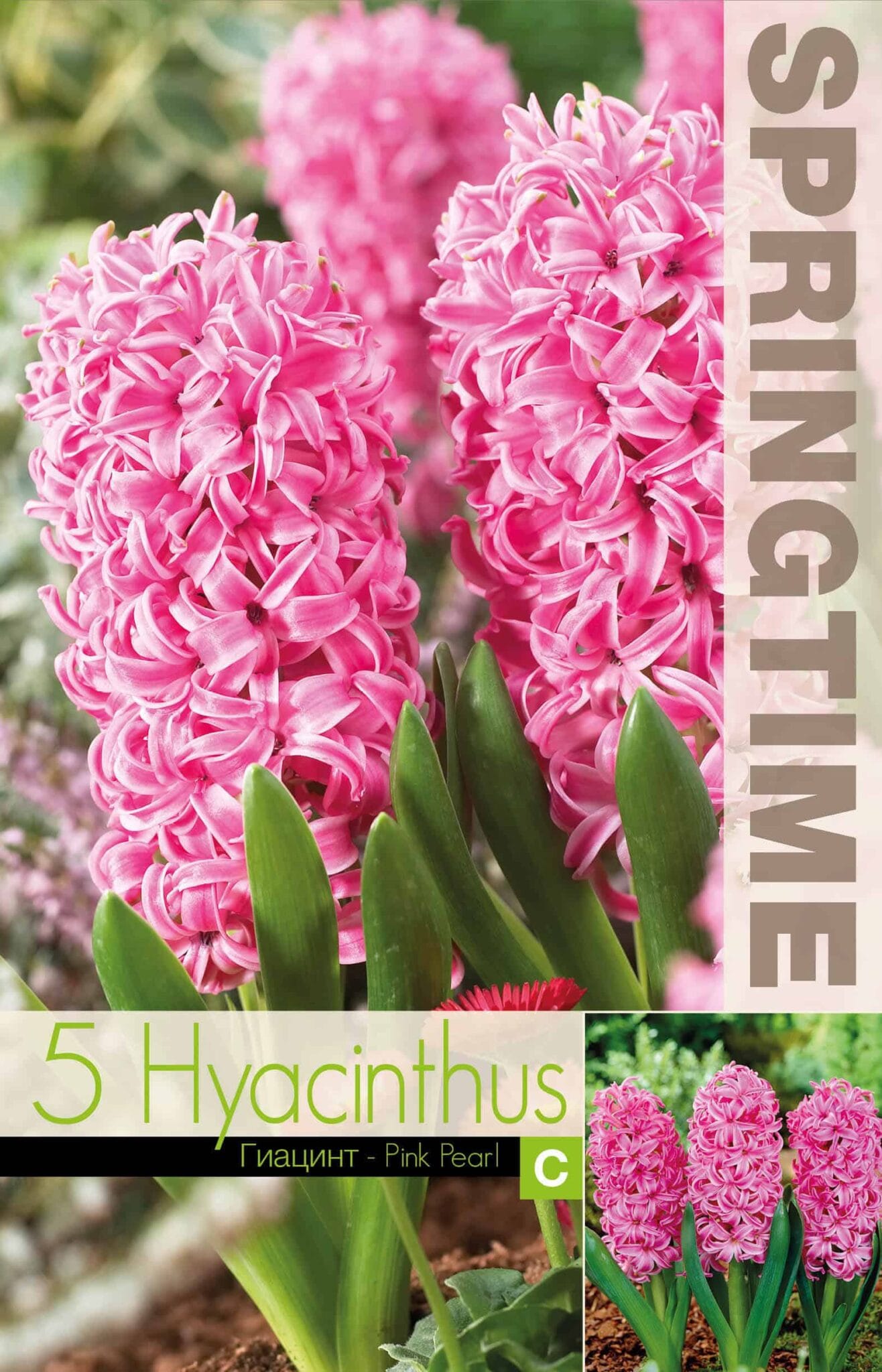 Hyacinthus Pink Pearl - RB