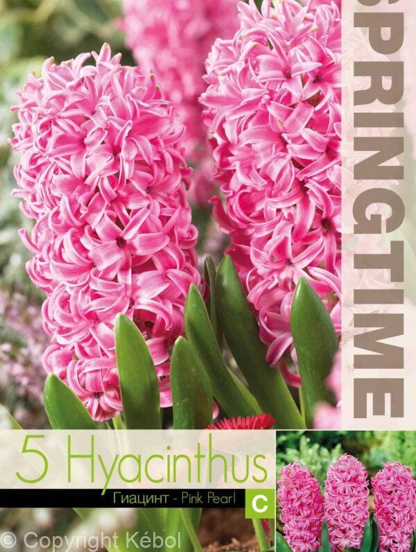 Hyacinthus Pink Pearl - RB