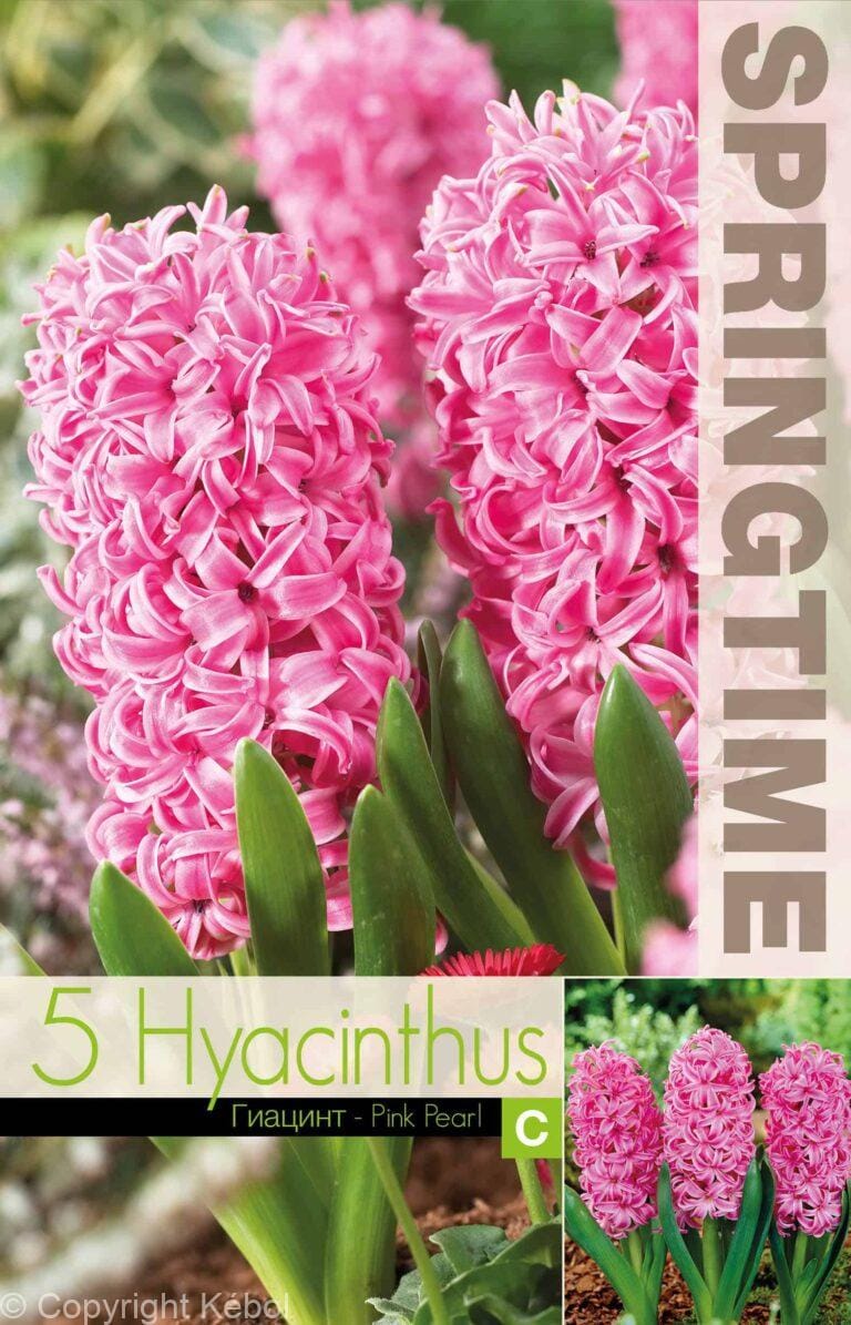 Hyacinthus Pink Pearl - RB