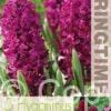 Hyacinthus Woodstock - RB
