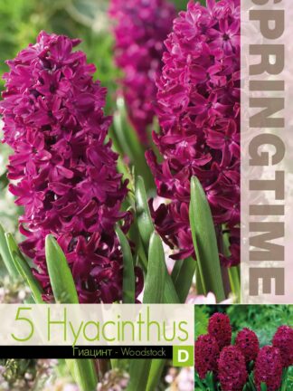 Hyacinthus Woodstock - RB