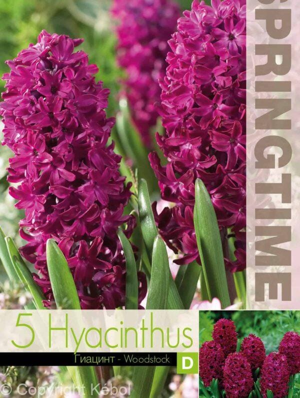 Hyacinthus Woodstock - RB