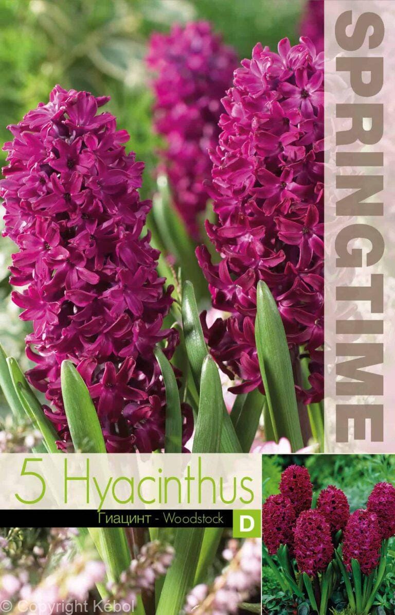 Hyacinthus Woodstock - RB