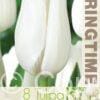 Tulipa Hakuun - RB