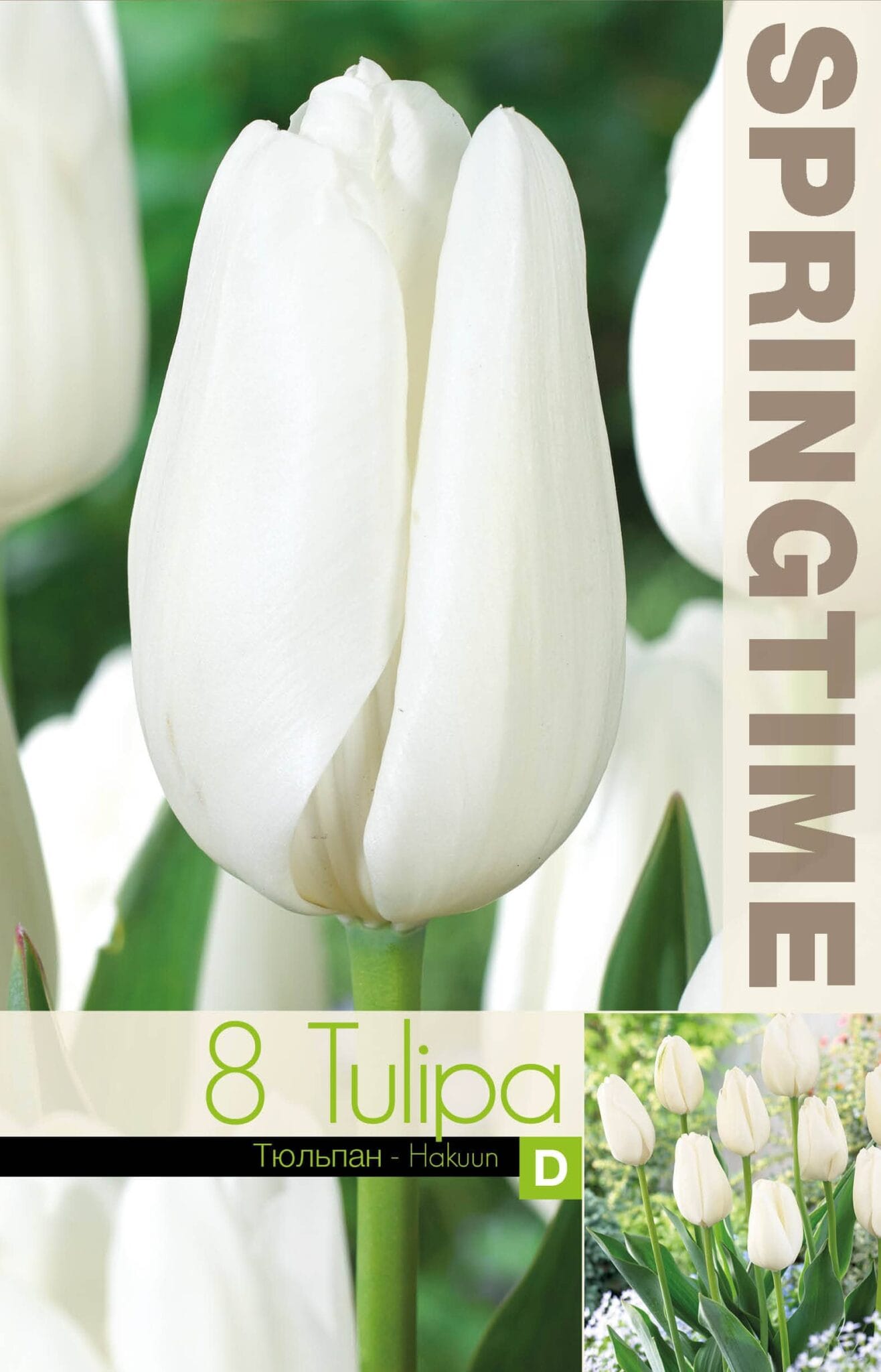 Tulipa Hakuun - RB