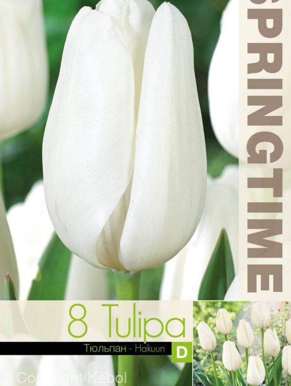 Tulipa Hakuun - RB