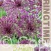 Allium Albopilosum - RB