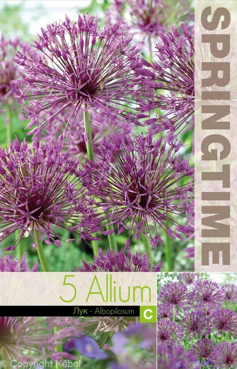 Allium Albopilosum - RB