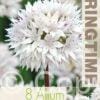 Allium ampl. Gracefull - RB