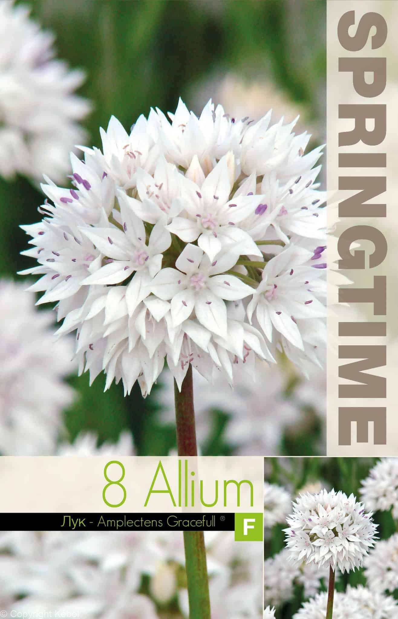 Allium ampl. Gracefull - RB