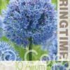 Allium Caeruleum - RB