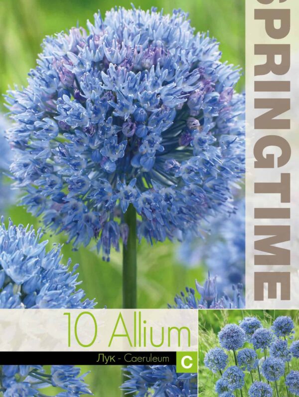 Allium Caeruleum - RB