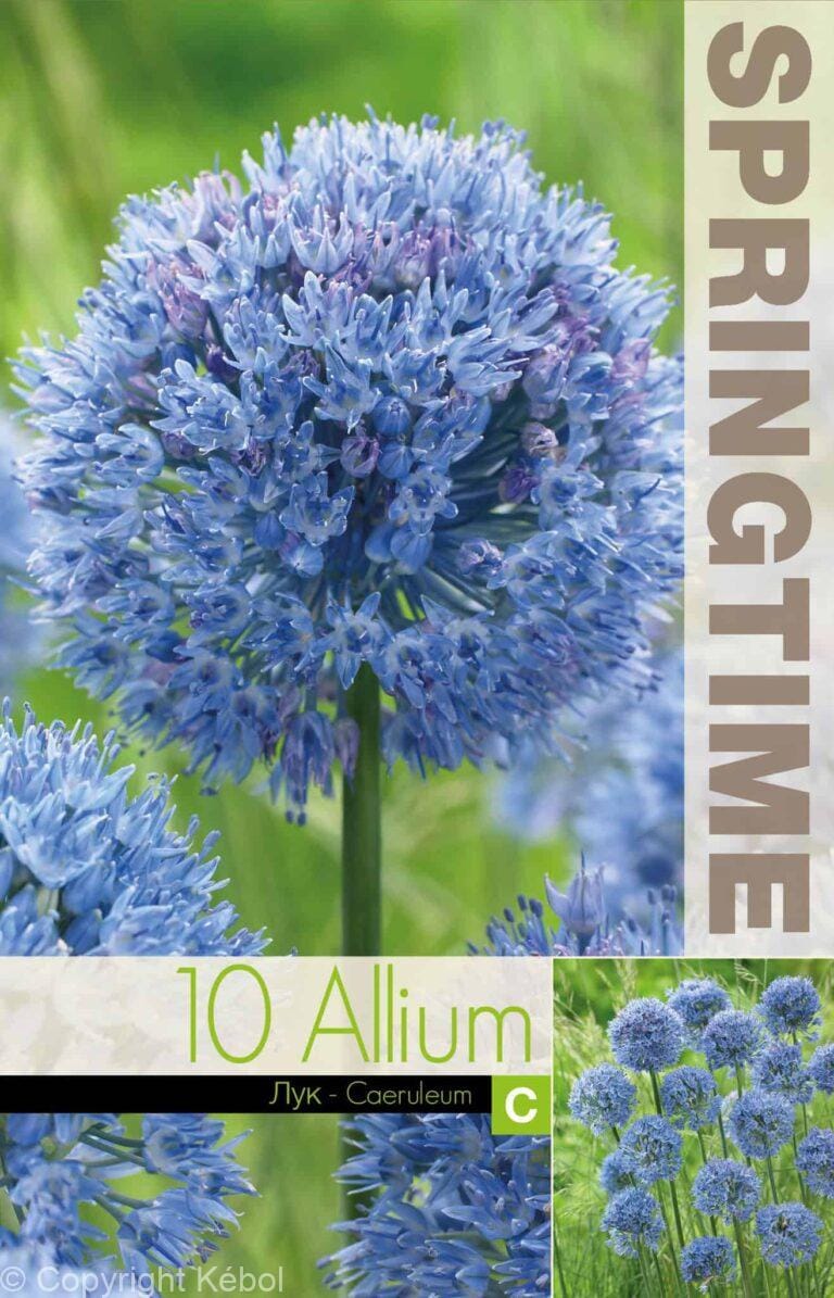 Allium Caeruleum - RB