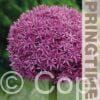 Allium Giganteum - RB