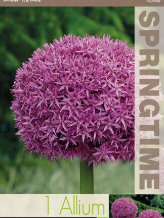 Allium Giganteum