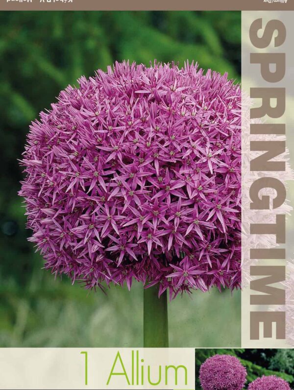 Allium Giganteum - RB