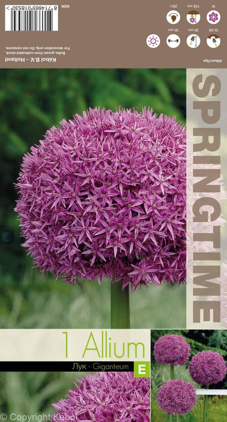 Allium Giganteum - RB