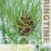Allium Hair - RB