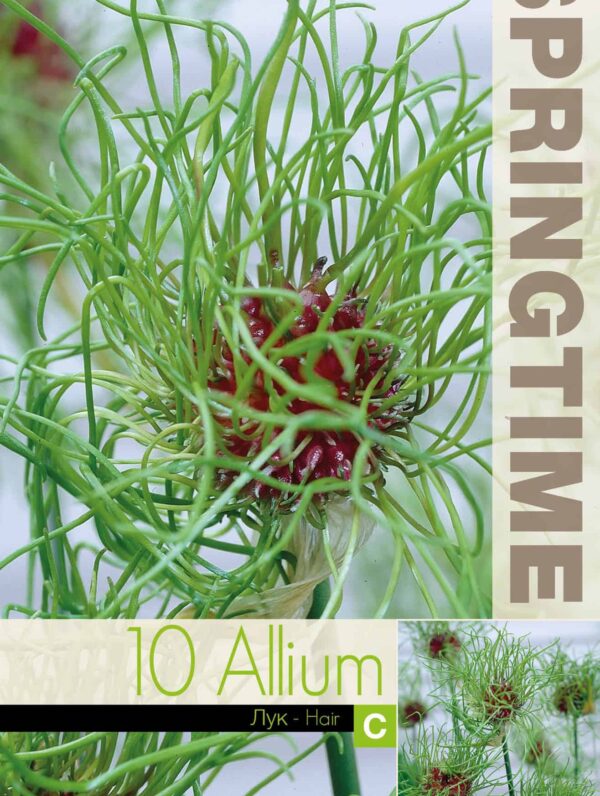 Allium Hair - RB
