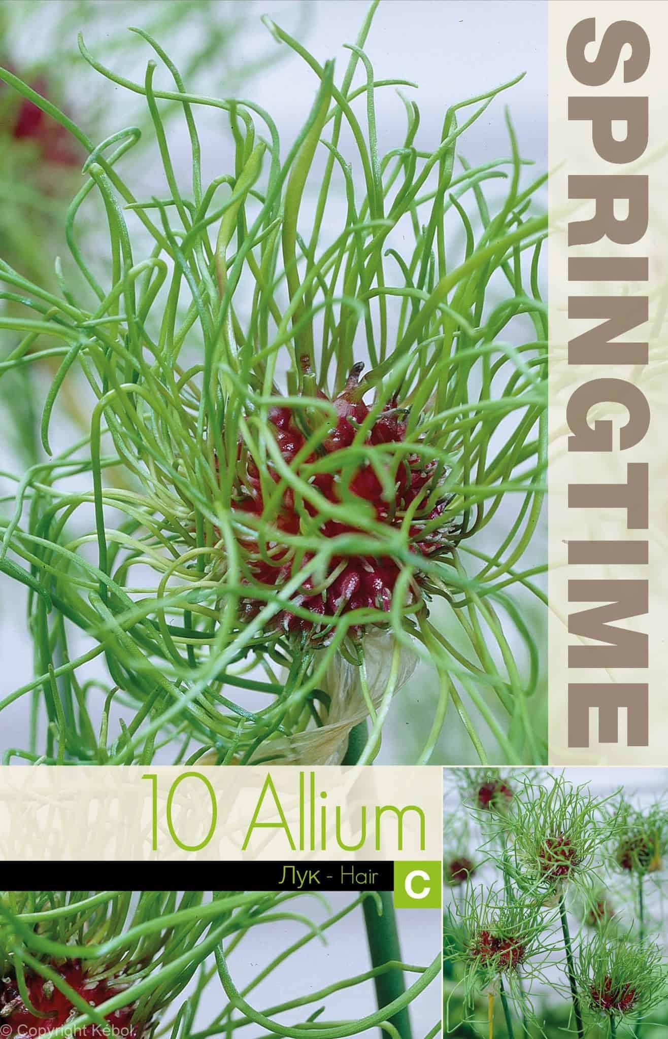 Allium Hair - RB
